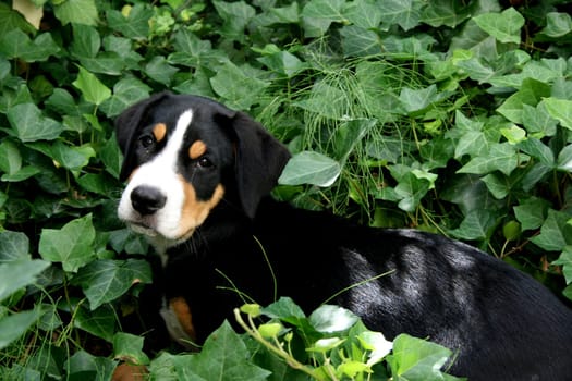 Swiss Mountain Dog Puppy