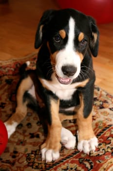 Swiss Mountain Dog Puppy