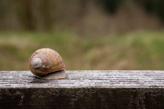 Snail hides in the house