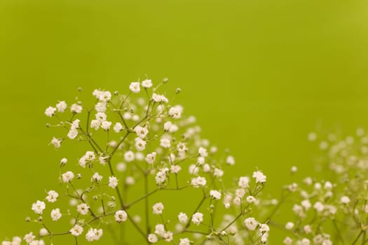 Baby's breath - used by florists,e.g. when tying bouquets.
