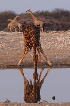 Drinking giraffe in Etosha National Park,Namibia