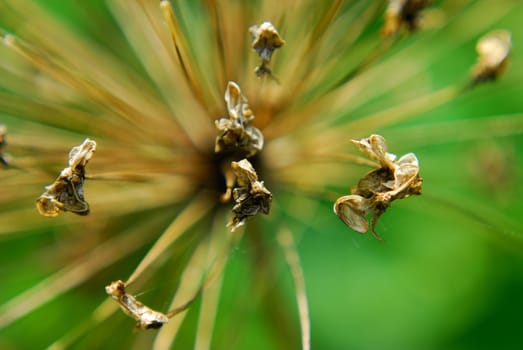 Withered Allium