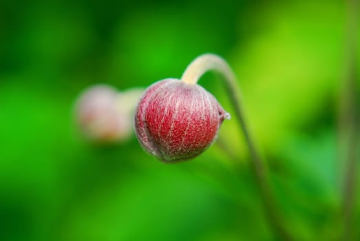bud