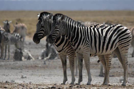 Steppe zebras in Etosha National Park