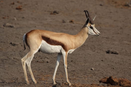 Springbok (Antidorcas marsupialis)