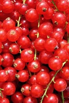 Currants (8)