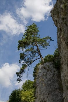 Survivor