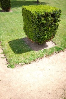 Hedge