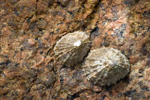 Barnacles