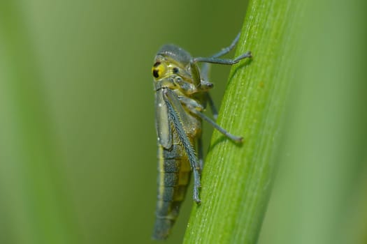 Small series about the life and death of a cicada,part 2: Nymph stage of a rush cicada
