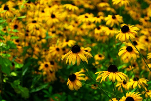 coneflower