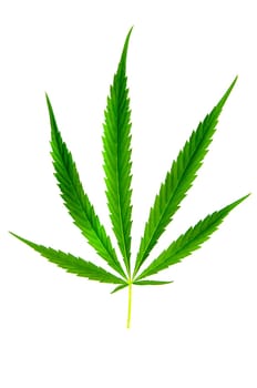 Green leaf of marijuana