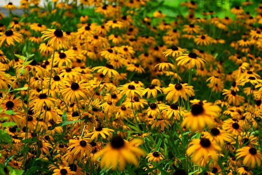 coneflower