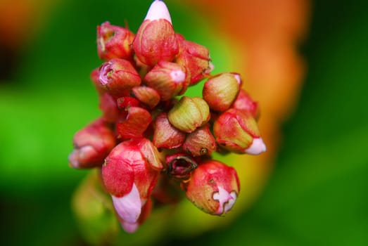 Tender little buds