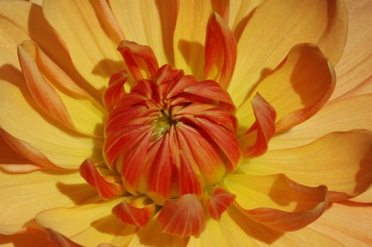 Dahlia Macro