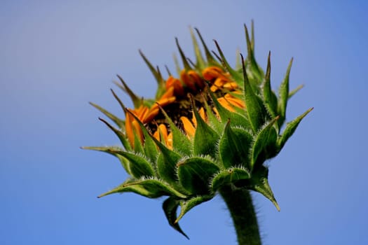 Sunflower Bud
