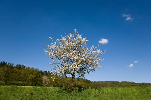 Blossoming Fruit Tree