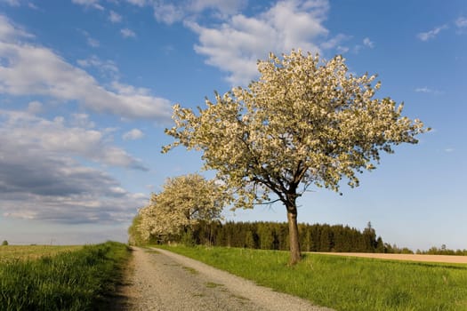 Blossoming Fruit Tree