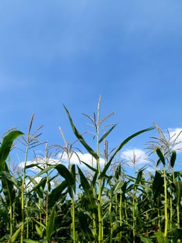 Cornfield