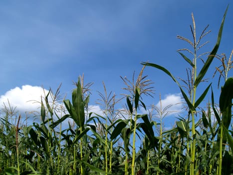 Cornfield