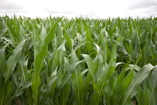 Cornfield