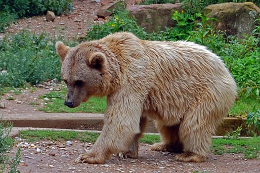 Bear