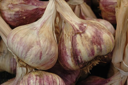 Garlic
