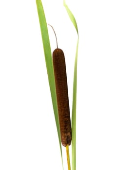 Reed plant with the brown cob