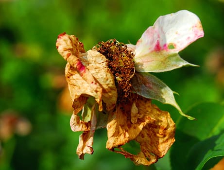 faded beauty