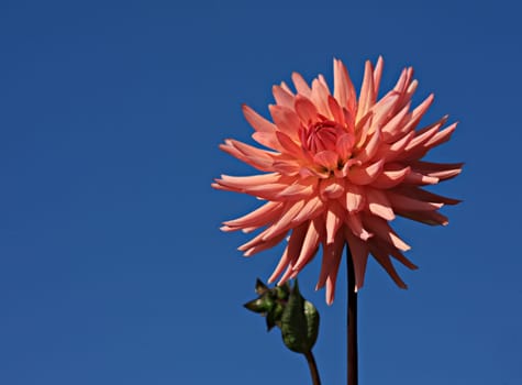 towards the sky