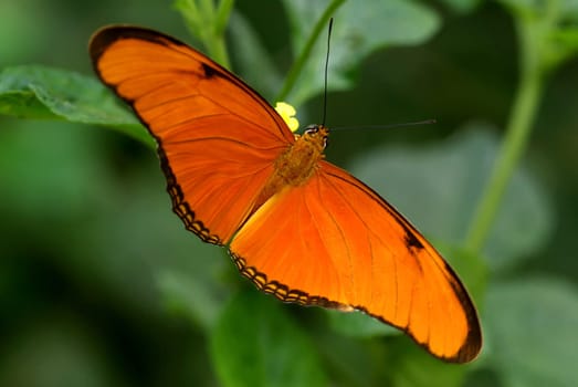 Dryas julia - Julia butterfly,Julia Heliconian