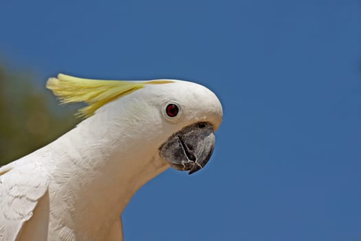 Cockatoo