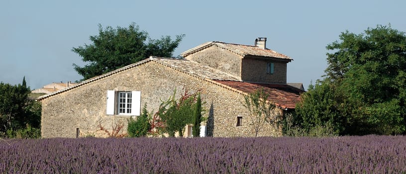Lavender field with house