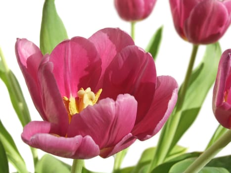 Tulips