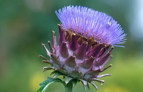 Artichoke Blossom