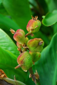 Seed chamber of a canna
