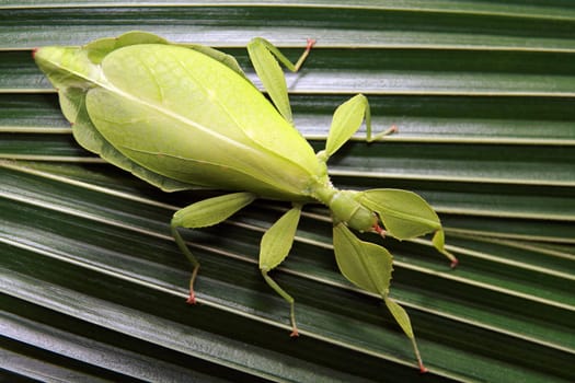 Walking Leaf