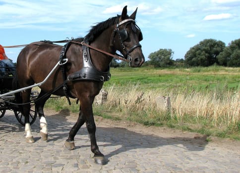 Carriage Horse