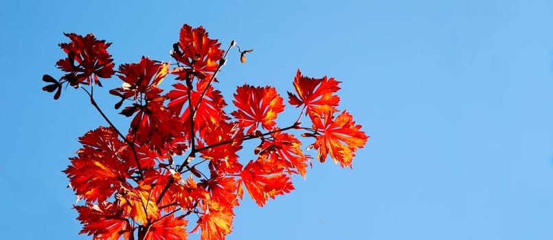 Maple against sky