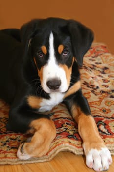 Swiss Mountain Dog Puppy