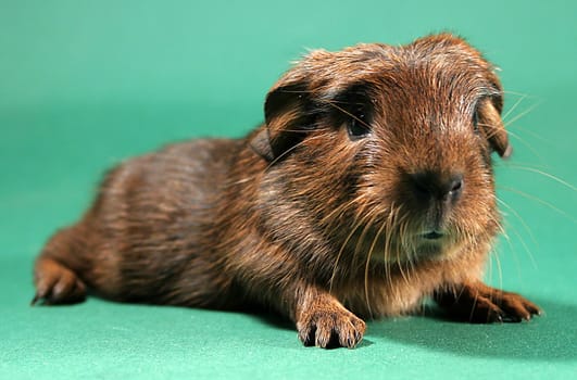 Crested Guinea Pig BABY