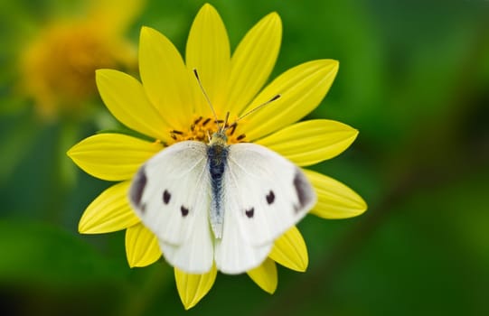 Perfect symbiosis