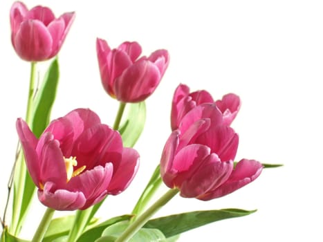 Tulip greeting