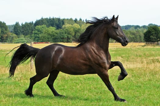Frisian