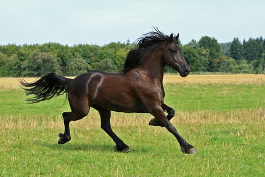 Frisian