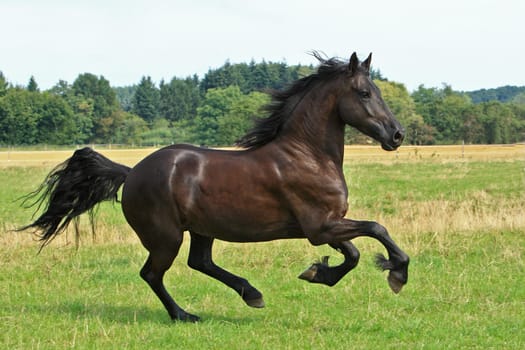 Frisian