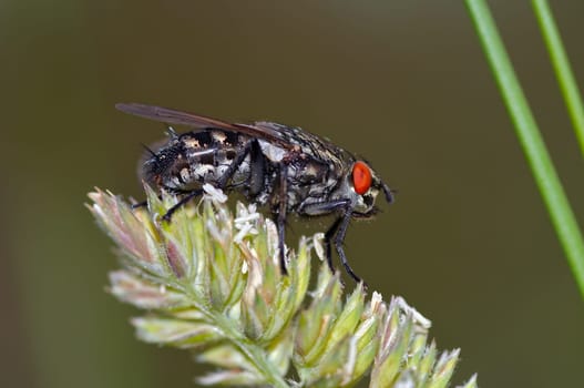 red eyes