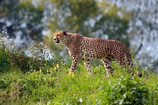 hunting leopard