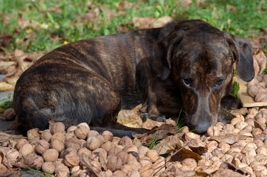 guardian of the nuts