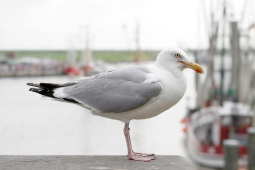 Seagull in Greetsiel